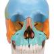 3B Scientific A291 Beauchene Adult Human Skull Kit - Didactic Color Coded (22-Part) - 3B Smart Anatomy