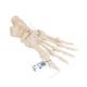 3B Scientific A30-2 Foot Skeleton - Loosely Threaded on Nylon