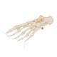 3B Scientific A30-2 Foot Skeleton - Loosely Threaded on Nylon