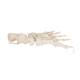 3B Scientific A30-2 Foot Skeleton - Loosely Threaded on Nylon