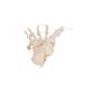 3B Scientific A30-2 Foot Skeleton - Loosely Threaded on Nylon