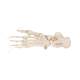3B Scientific A30-2 Foot Skeleton - Loosely Threaded on Nylon