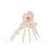 3B Scientific A30-2 Foot Skeleton - Loosely Threaded on Nylon