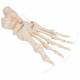 3B Scientific A30-2 Foot Skeleton - Loosely Threaded on Nylon - 3B Smart Anatomy