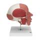 3B Scientific A300 Human Skull with Facial Muscles - 3B Smart Anatomy