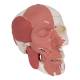 3B Scientific A300 Human Skull with Facial Muscles - 3B Smart Anatomy