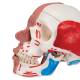 3B Scientific A300 Human Skull with Facial Muscles - 3B Smart Anatomy