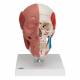 3B Scientific A300 Human Skull with Facial Muscles - 3B Smart Anatomy