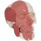 3B Scientific A300 Human Skull with Facial Muscles - 3B Smart Anatomy