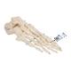 3B Scientific A30 Foot Skeleton Mounted on Wire