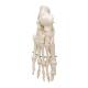 3B Scientific A30 Foot Skeleton Mounted on Wire