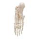 3B Scientific A30 Foot Skeleton Mounted on Wire