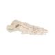 3B Scientific A30 Foot Skeleton Mounted on Wire