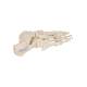3B Scientific A30 Foot Skeleton Mounted on Wire