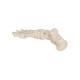 3B Scientific A30 Foot Skeleton Mounted on Wire