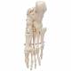 3B Scientific A30 Foot Skeleton Mounted on Wire - 3B Smart Anatomy