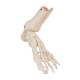 3B Scientific A31/1 Loose Foot and Ankle Skeleton with Elastic Bungy