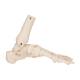3B Scientific A31/1 Loose Foot and Ankle Skeleton with Elastic Bungy