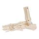 3B Scientific A31/1 Loose Foot and Ankle Skeleton with Elastic Bungy