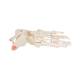 3B Scientific A31/1 Loose Foot and Ankle Skeleton with Elastic Bungy