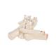 3B Scientific A31/1 Loose Foot and Ankle Skeleton with Elastic Bungy