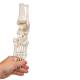 3B Scientific A31/1 Loose Foot and Ankle Skeleton with Elastic Bungy