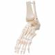 Loose Foot and Ankle Skeleton with Elastic Bungy - 3B Smart Anatomy