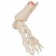 3B Scientific A31-1 Loose Foot and Ankle Skeleton with Elastic Bungy - 3B Smart Anatomy