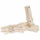 3B Scientific A31-1 Loose Foot and Ankle Skeleton with Elastic Bungy - 3B Smart Anatomy