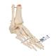 3B Scientific A31 Rigid Skeletal Foot Model with Portion of Tibia and Fibula - Wire Mounted