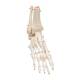 3B Scientific A31 Rigid Skeletal Foot Model with Portion of Tibia and Fibula - Wire Mounted