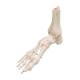 3B Scientific A31 Rigid Skeletal Foot Model with Portion of Tibia and Fibula - Wire Mounted
