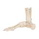 3B Scientific A31 Rigid Skeletal Foot Model with Portion of Tibia and Fibula - Wire Mounted