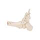 3B Scientific A31 Rigid Skeletal Foot Model with Portion of Tibia and Fibula - Wire Mounted