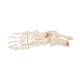 3B Scientific A31 Rigid Skeletal Foot Model with Portion of Tibia and Fibula - Wire Mounted