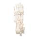 3B Scientific A31 Rigid Skeletal Foot Model with Portion of Tibia and Fibula - Wire Mounted