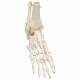 3B Scientific A31 Rigid Skeletal Foot Model with Portion of Tibia and Fibula - 3B Smart Anatomy