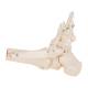 3B Scientific A31 Rigid Skeletal Foot Model with Portion of Tibia and Fibula - 3B Smart Anatomy