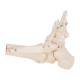 3B Scientific A31 Rigid Skeletal Foot Model with Portion of Tibia and Fibula - 3B Smart Anatomy