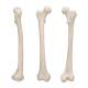 3B Scientific A35-1 Human Femur - 3B Smart Anatomy