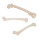 3B Scientific A35-1 Human Femur - 3B Smart Anatomy