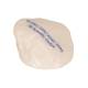 3B Scientific A35-2 Human Patella