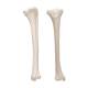 3B Scientific A35-3 Human Tibia - 3B Smart Anatomy