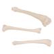 3B Scientific A35-3 Human Tibia - 3B Smart Anatomy
