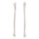 3B Scientific A35-4 Human Fibula - 3B Smart Anatomy