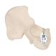 3B Scientific A35-5 Hip Bone Model - 3B Smart Anatomy