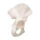3B Scientific A35-5 Hip Bone Model - 3B Smart Anatomy