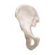 3B Scientific A35-5 Hip Bone Model - 3B Smart Anatomy