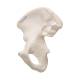 3B Scientific A35-5 Hip Bone Model - 3B Smart Anatomy