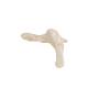 3B Scientific A35-5 Hip Bone Model - 3B Smart Anatomy